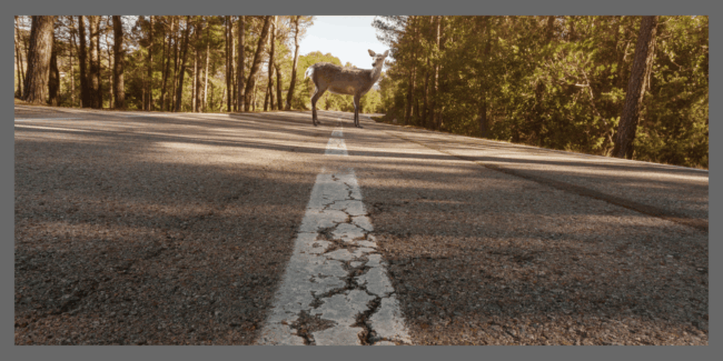 What Happens If You Hit a Deer in South Carolina — And Your Insurance Won’t Pay?