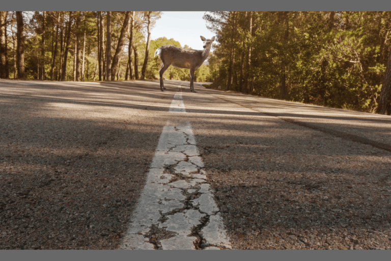 What Happens If You Hit a Deer in South Carolina — And Your Insurance Won’t Pay?