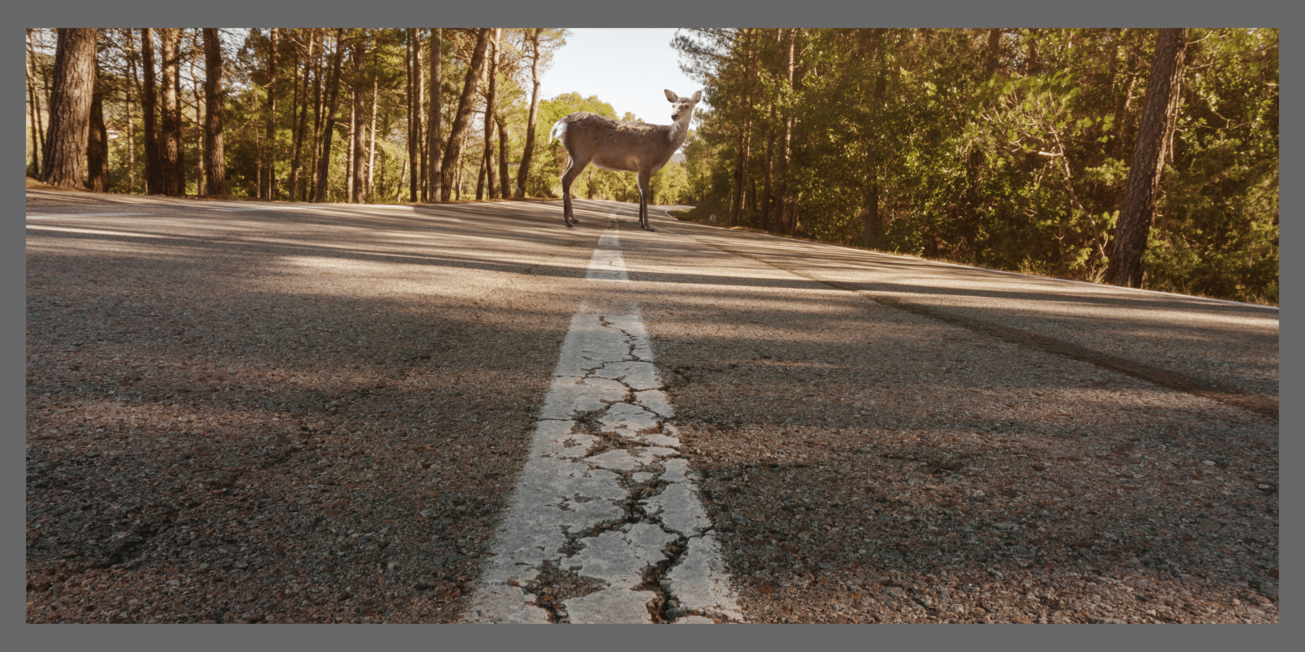What Happens If You Hit a Deer in South Carolina — And Your Insurance Won’t Pay?